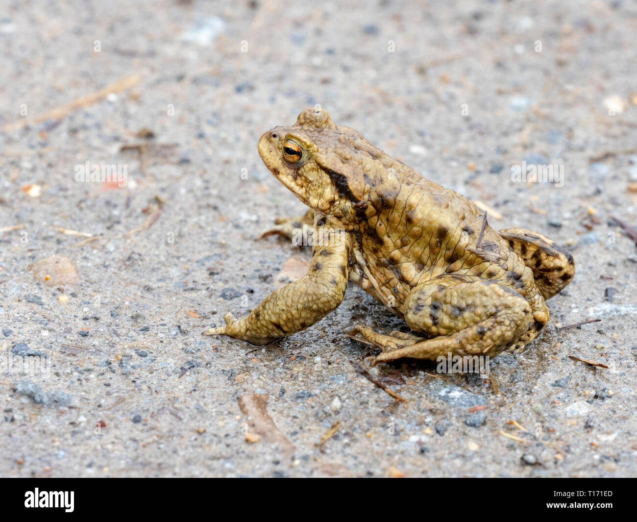 Common Toad on a road, Scotland, UK Stock Photo