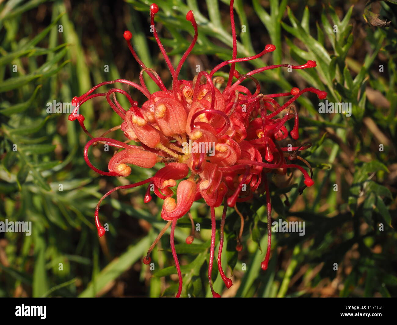 Grevillea flowers. Red petals of the Australian native Grevillea plant in flower. Wild birds are attracted to these flowers. Stock Photo