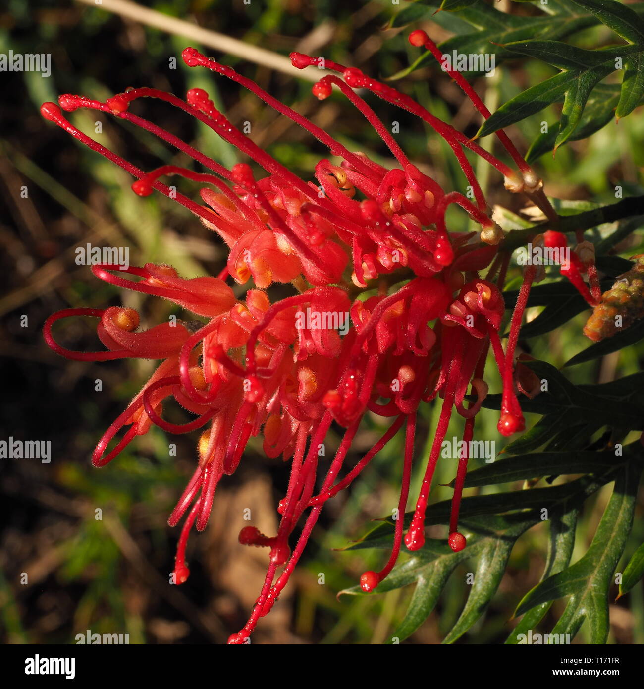 Grevillea flowers. Red petals of the Australian native Grevillea plant in flower. Wild birds are attracted to these flowers. Stock Photo