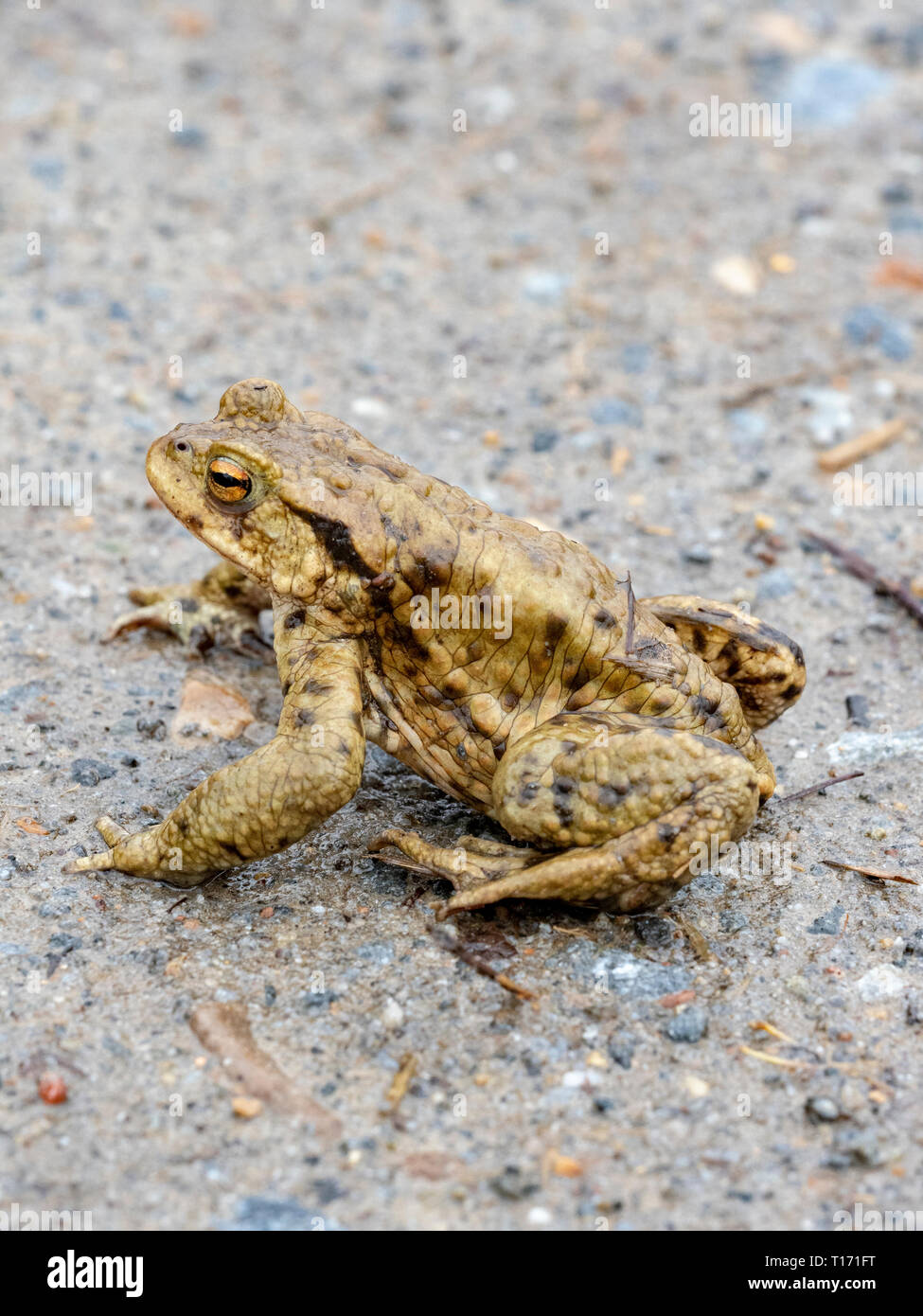 Common Toad on a road, Scotland, UK Stock Photo