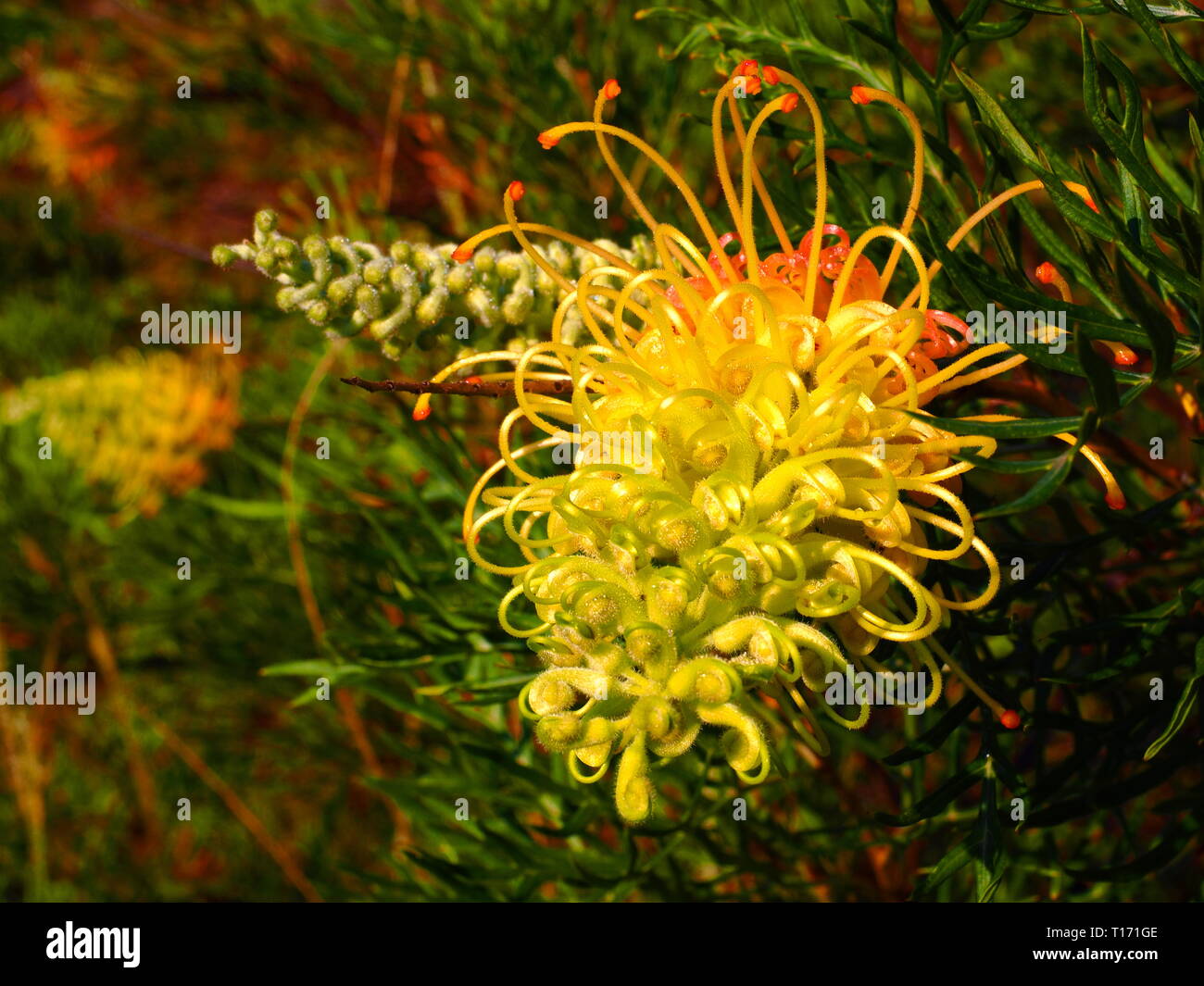 Grevillea flowers. Yellow and pink petals of the Australian native Grevillea plant in flower. Wild birds are attracted to these flowers. Stock Photo