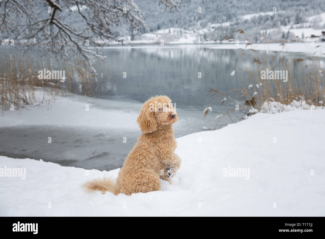 Are Poodles Cold Weather Dogs