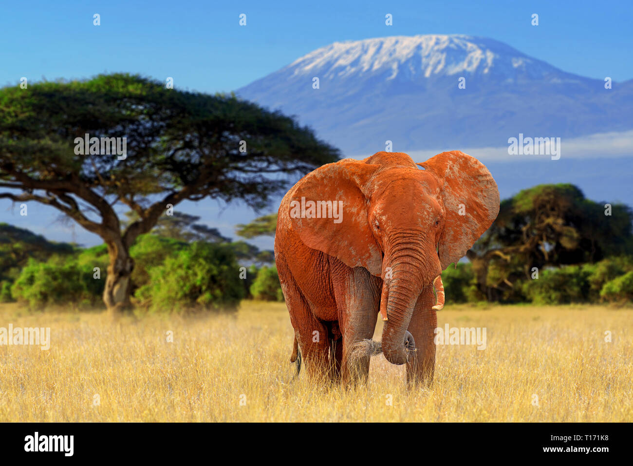 Big Elephant Standing Savanna Africa Kenya Stock Photo 370103609