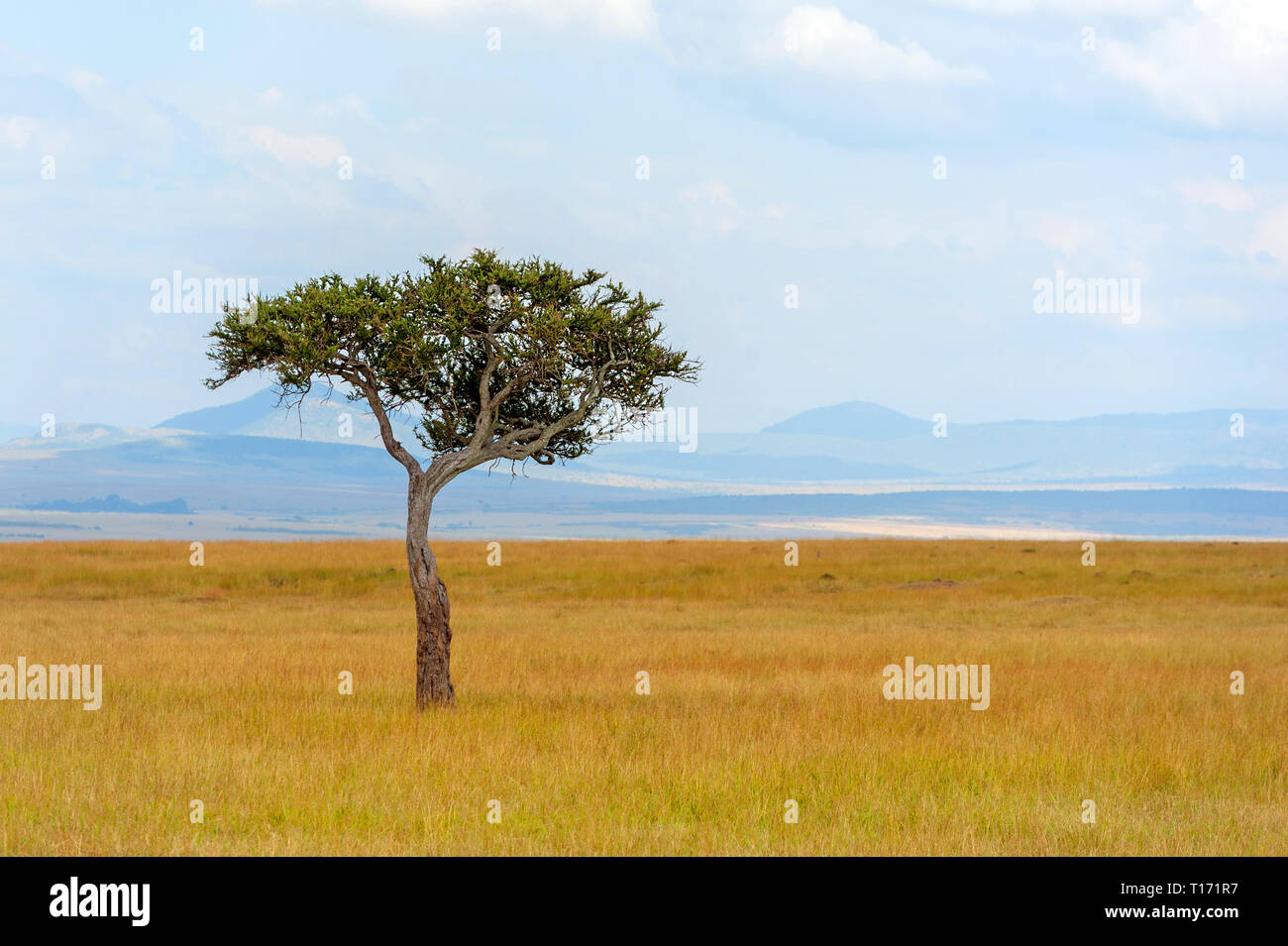Acacia savannah hi-res stock photography and images - Alamy