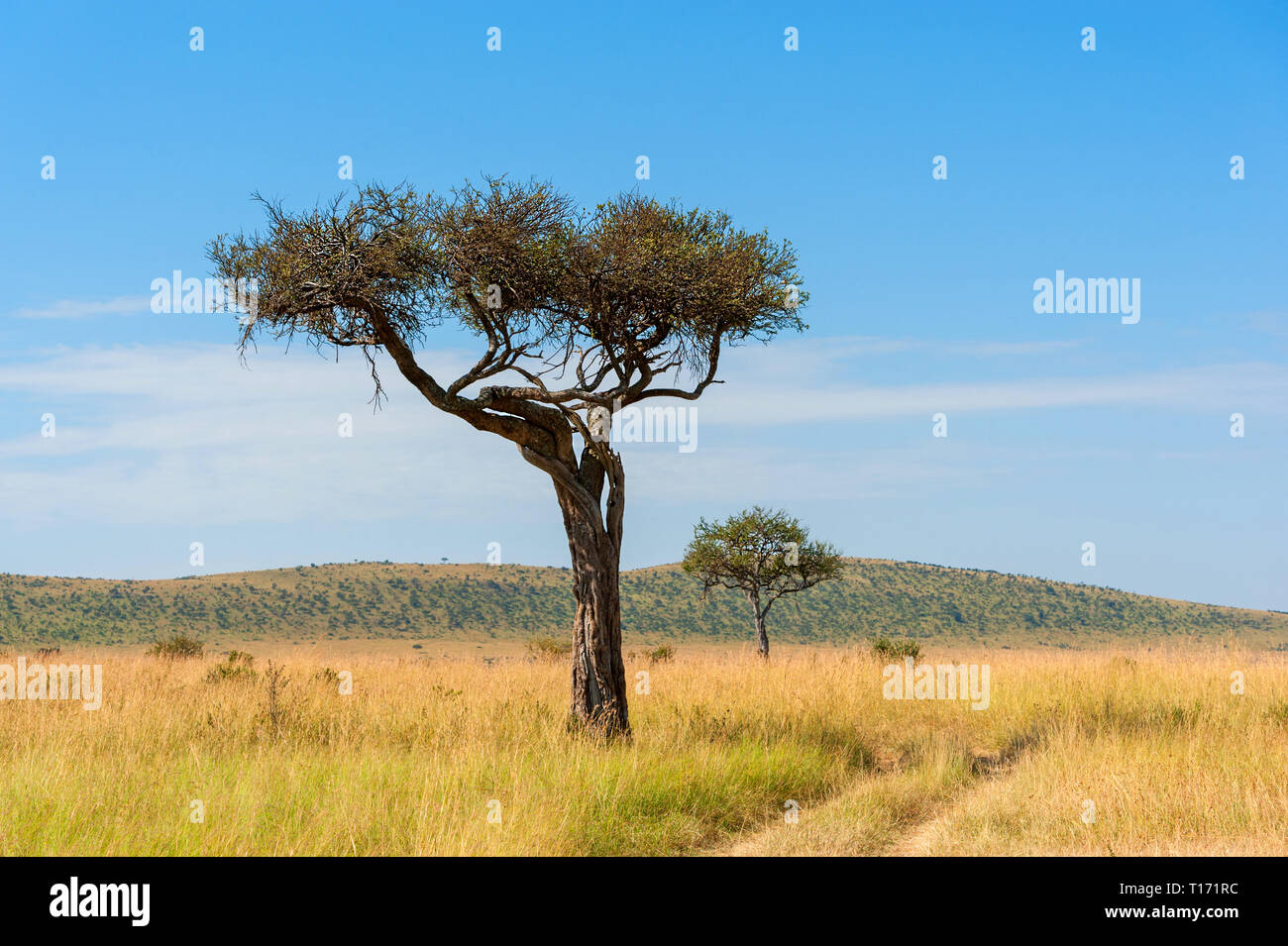 Acacia savannah hi-res stock photography and images - Alamy