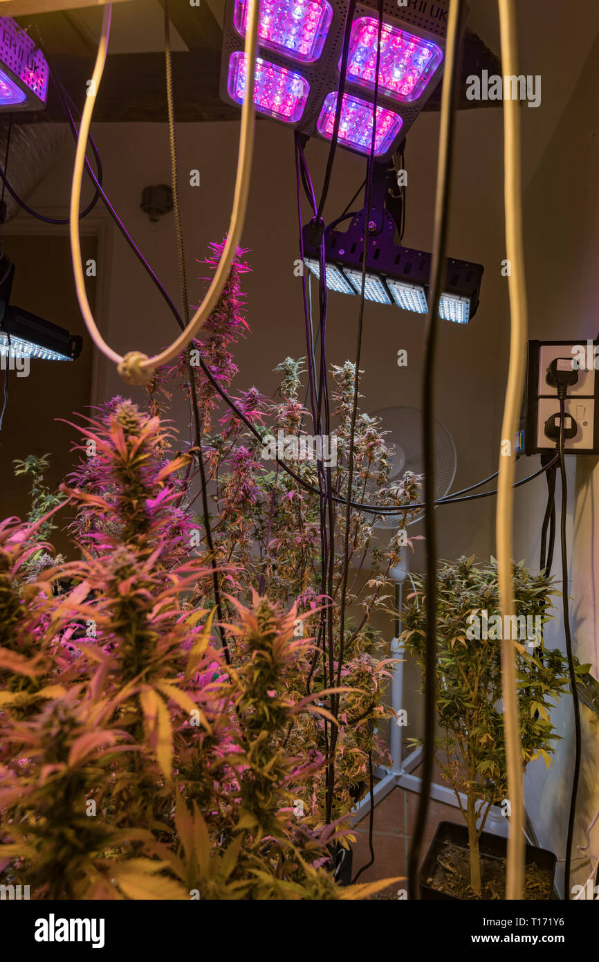 Grow room Cannabis growing under lights Stock Photo Alamy