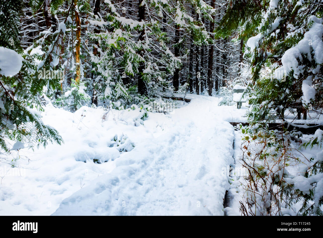 Forest trail covered in thick snow, with footprints on a footpath and evergreen trees framing the landscape scenery. Stock Photo