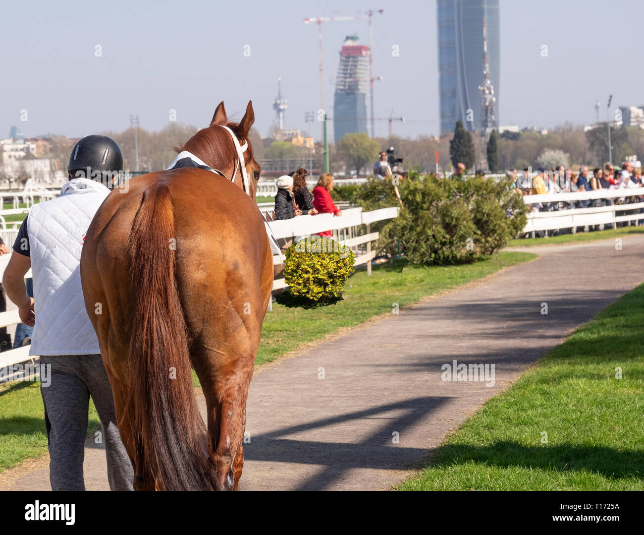 thoroughbred horse enters running track accompanied by the coach Stock Photo