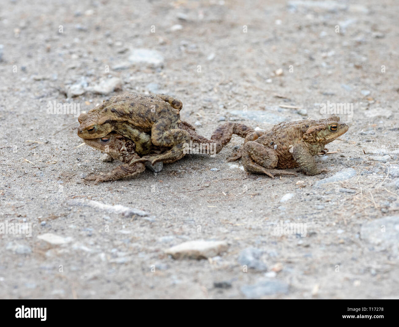 Triple Amplexus of two Common Toads and a Common Frog on a road