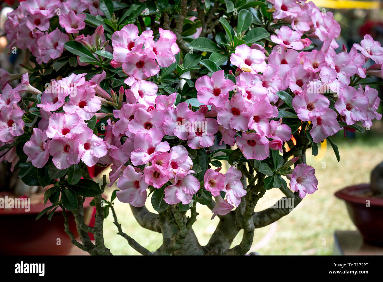 Beautiful purple adenium flower pots Stock Photo - Alamy