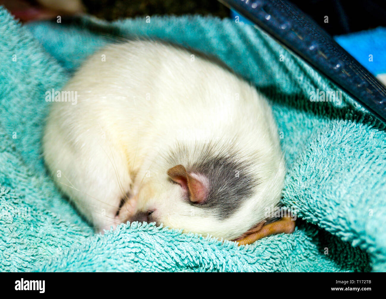 White dumbo rat curled up sleeping Stock Photo