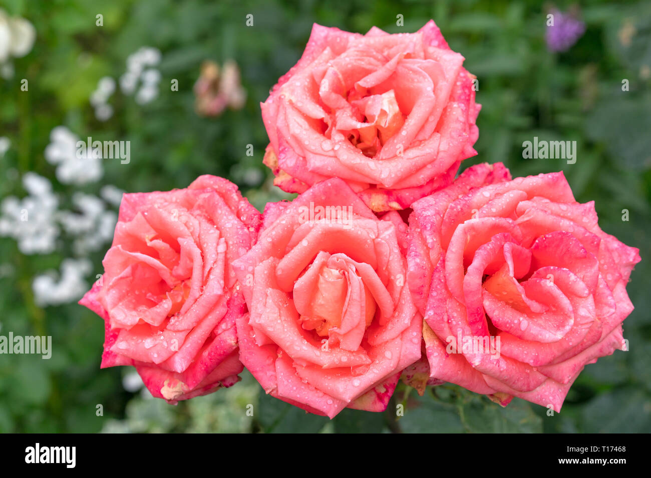 Beautiful pink rose in a garden Stock Photo - Alamy