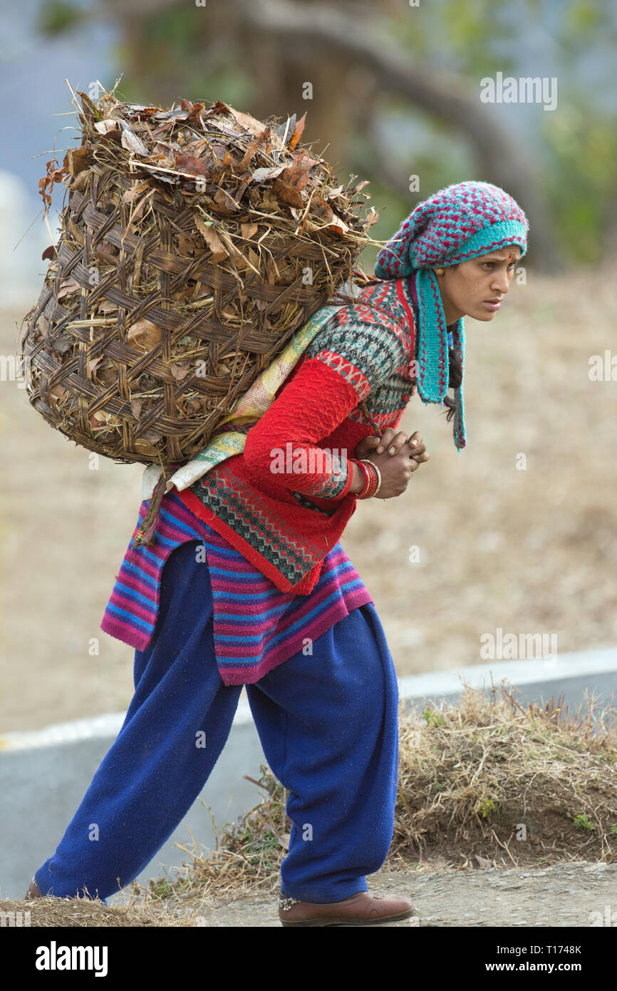 Woman carrying locally woven basket on her back containing dried vegetation for both bedding and feed for tethered cattle and water buffaloes. Rudraprayag. Northern India. Stock Photo