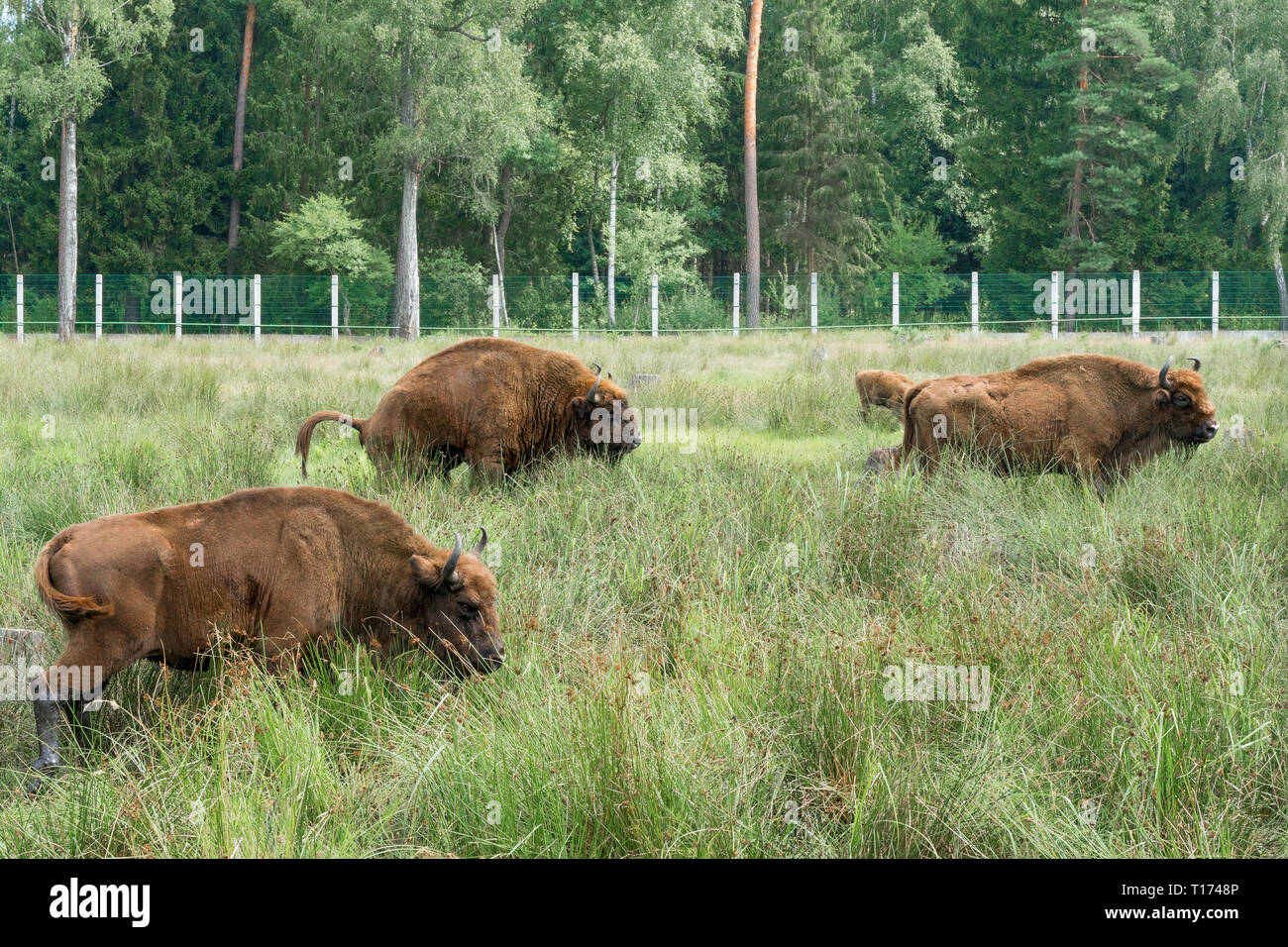 Bison wisent project hi-res stock photography and images - Alamy