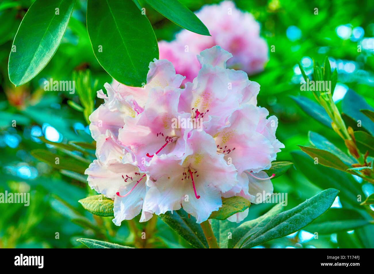 Pink Rhodos Pink rhododendron blossom close-up Stock Photo - Alamy