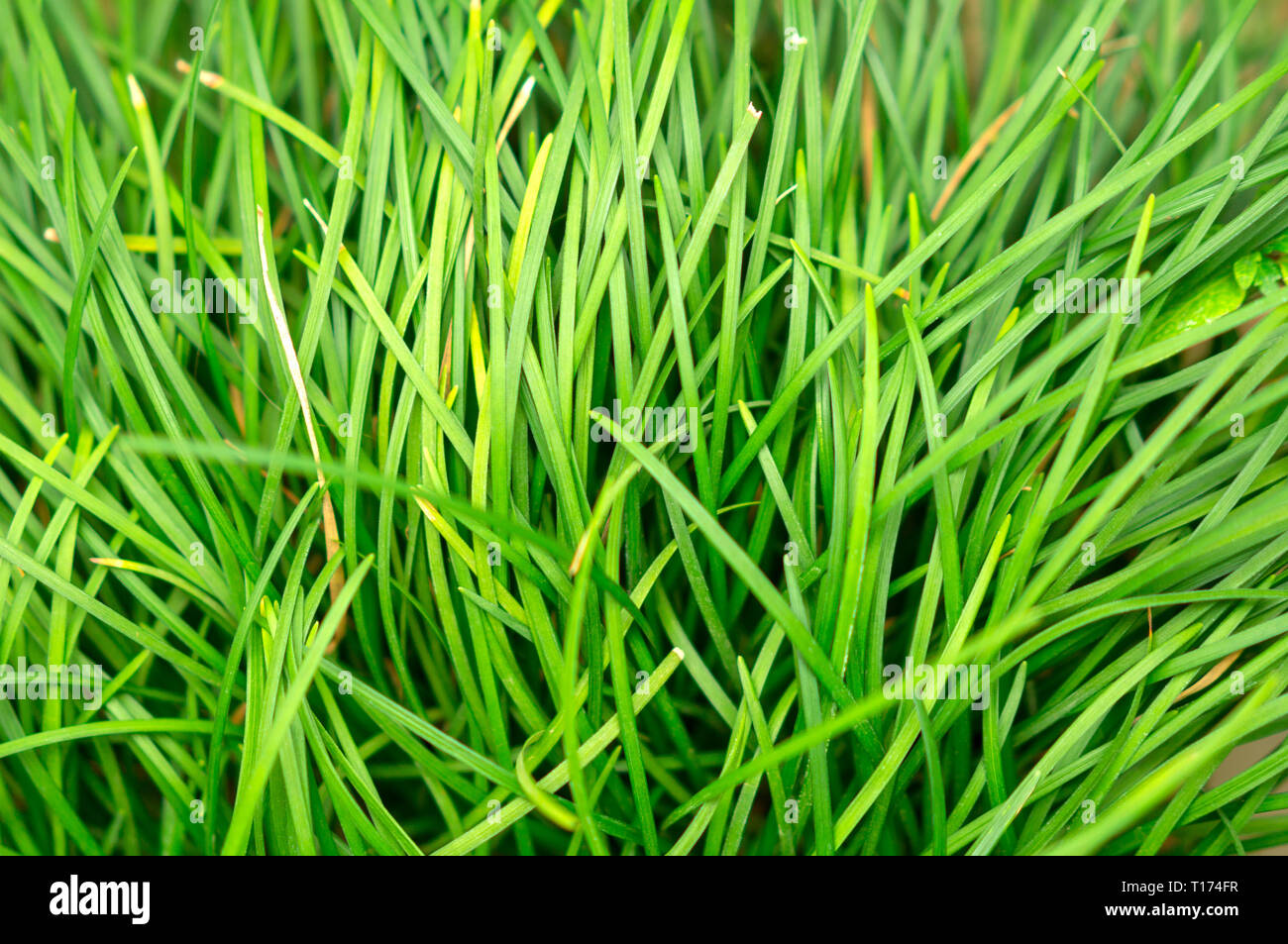 green grass close up as background Stock Photo - Alamy