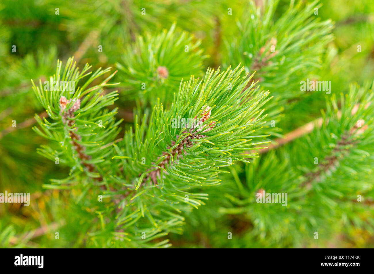 Mountain pine, dwarf mountain pine, scrub mountain pine,  mugo pine or creeping pine (Pinus mugo) Stock Photo