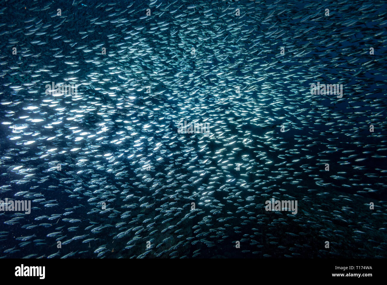 inside a giant sardines school of fish bait ball Stock Photo Alamy