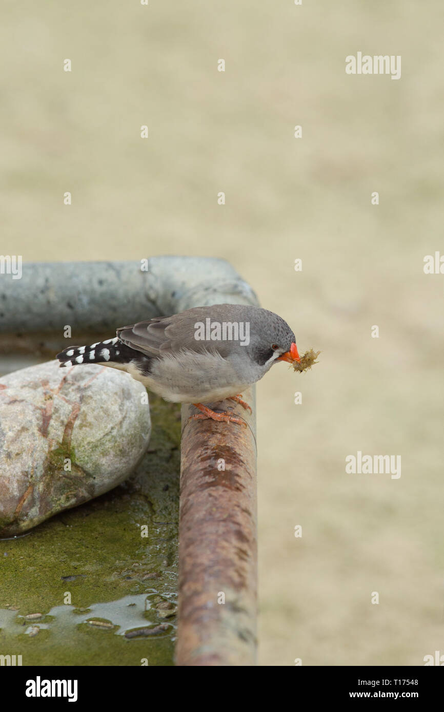Zebra Finch or Chestnut-eared Finch (Poephila guttata). Hen or female.  Carrying nesting material. On the edge of a shallow water container. Aviary bird. Stock Photo