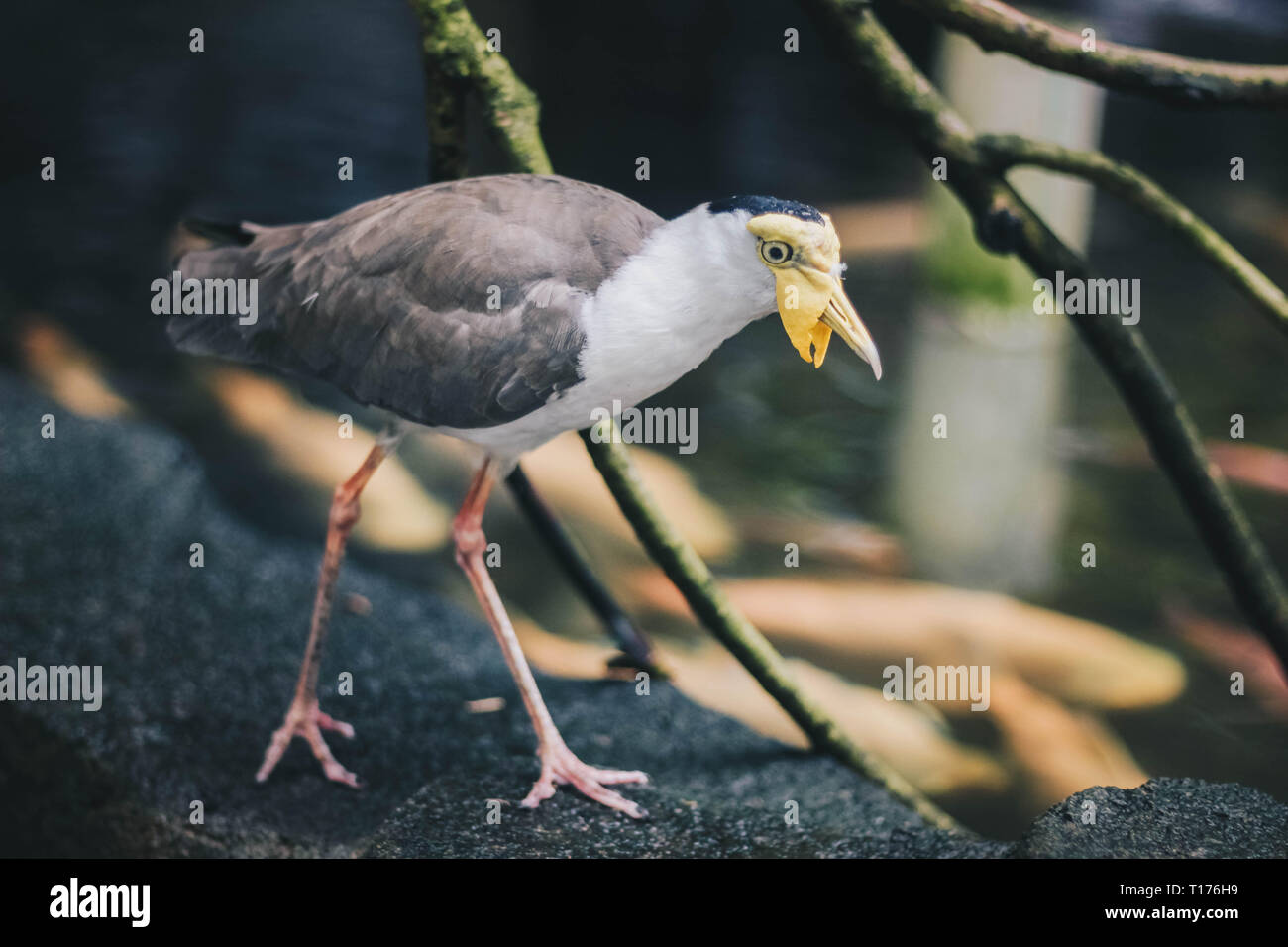 Australian Plover or Yellow Head Masked Lapwing Bird (Vanellus miles) or Trulek topeng walk in the near of pond with highlighted lighting in the dark Stock Photo