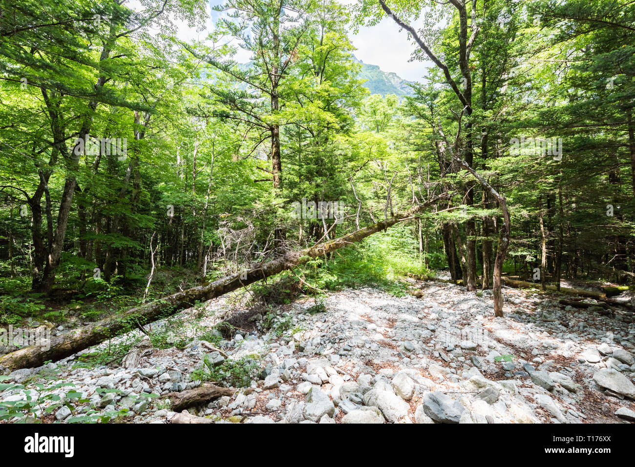 Summer Forest Landscape,Pathway at Kamikochi in Japan Stock Photo