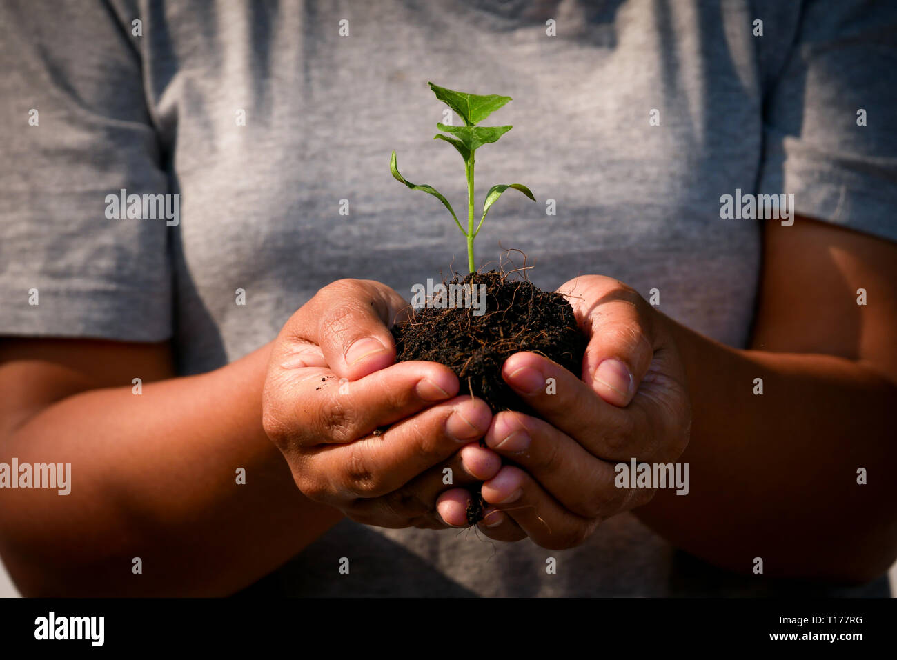 growth concept , hands are planting the seedlings into the soil Stock Photo
