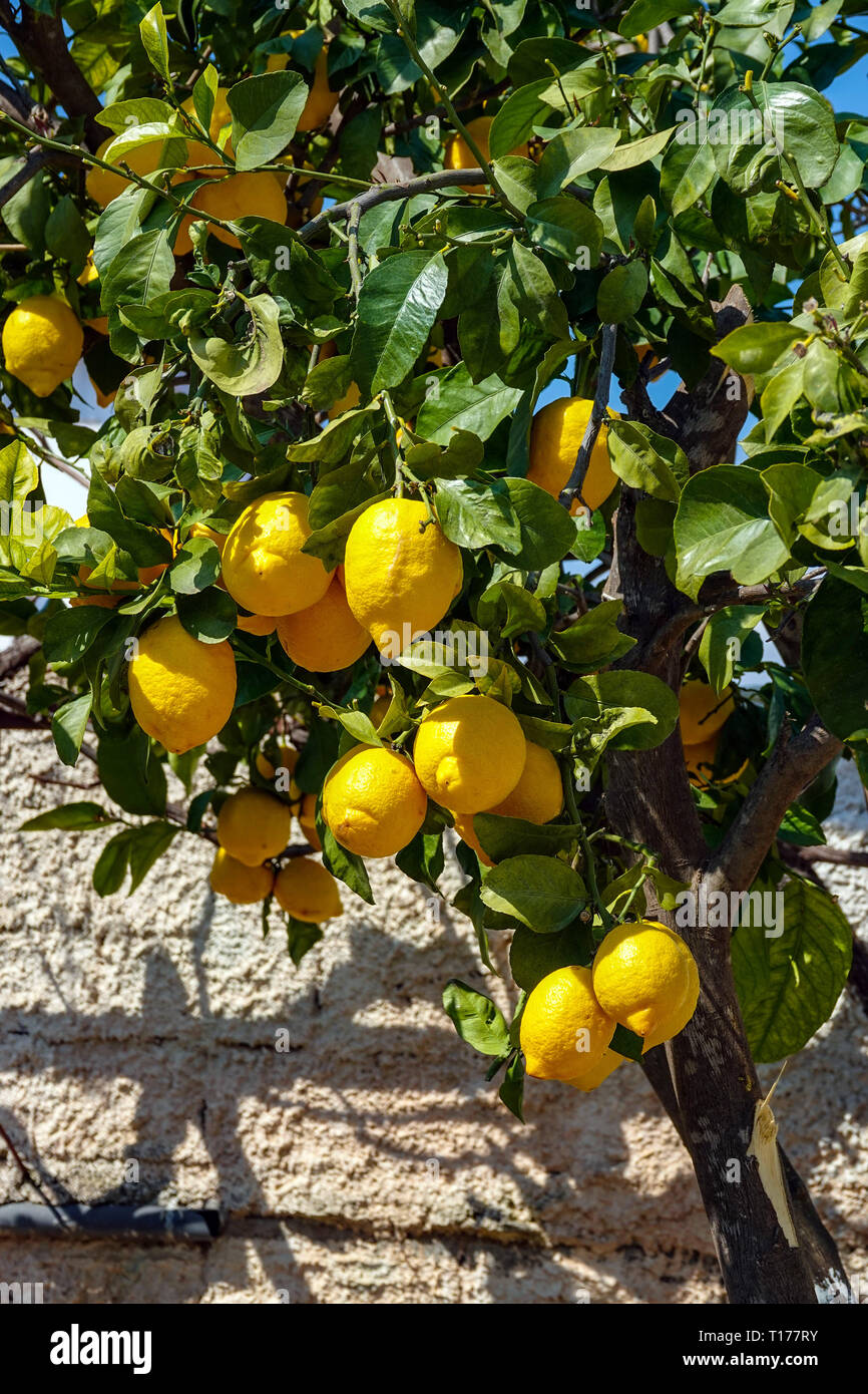 Ripe lemons with spots growing in the sunshine, near Athens, Greece Stock Photo