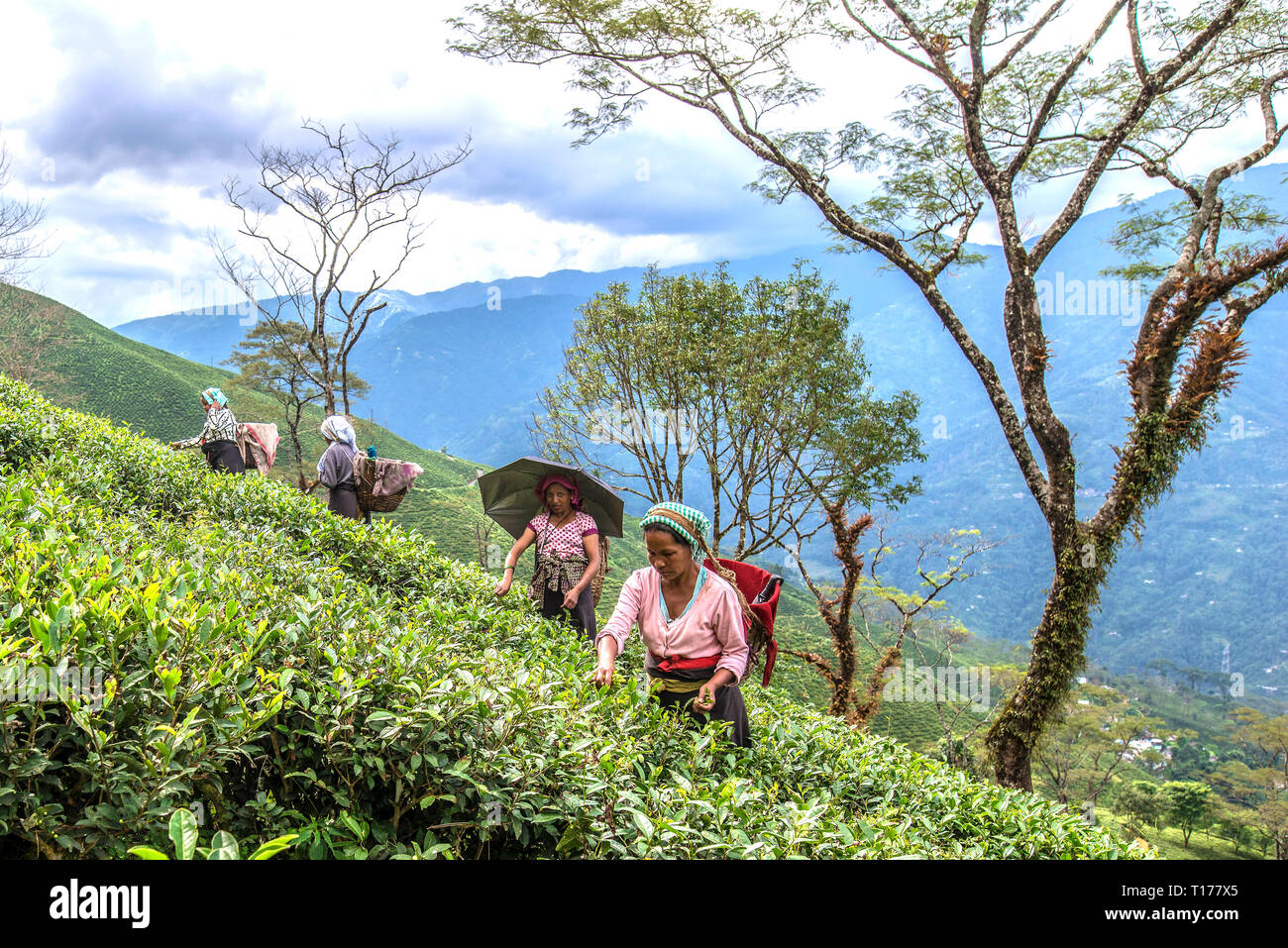 INDIA, WEST BENGAL, DARJEELING, 10-31-2016: women plucking tea on a steep hill near darjeeling. Stock Photo