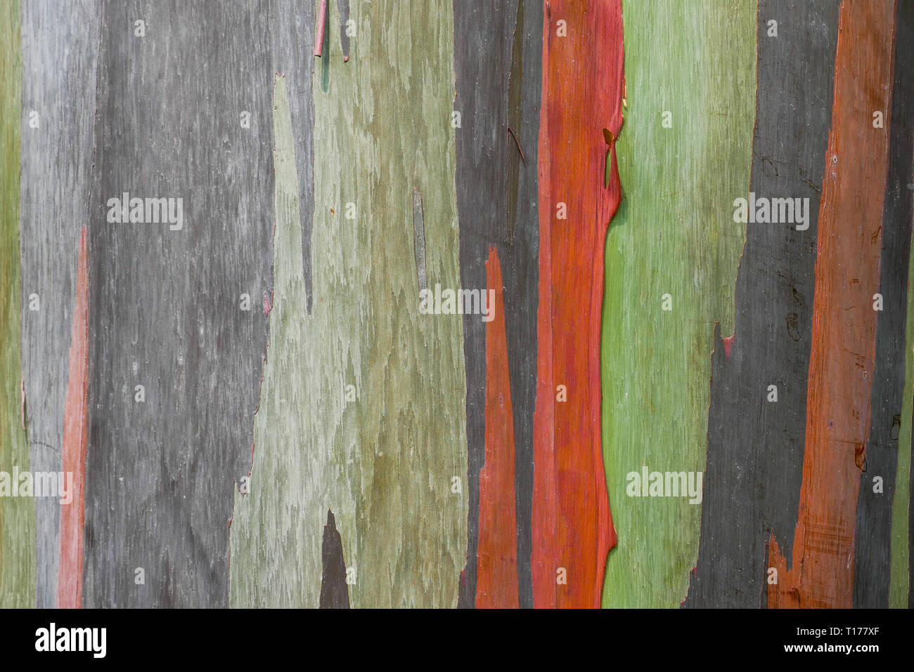 Rainbow Eucalyptus Tree Bark Stock Photos Rainbow