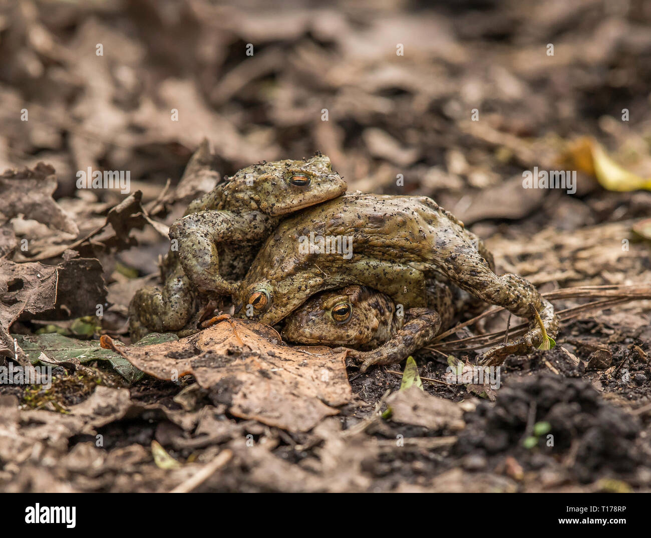 Frogs Stock Photo