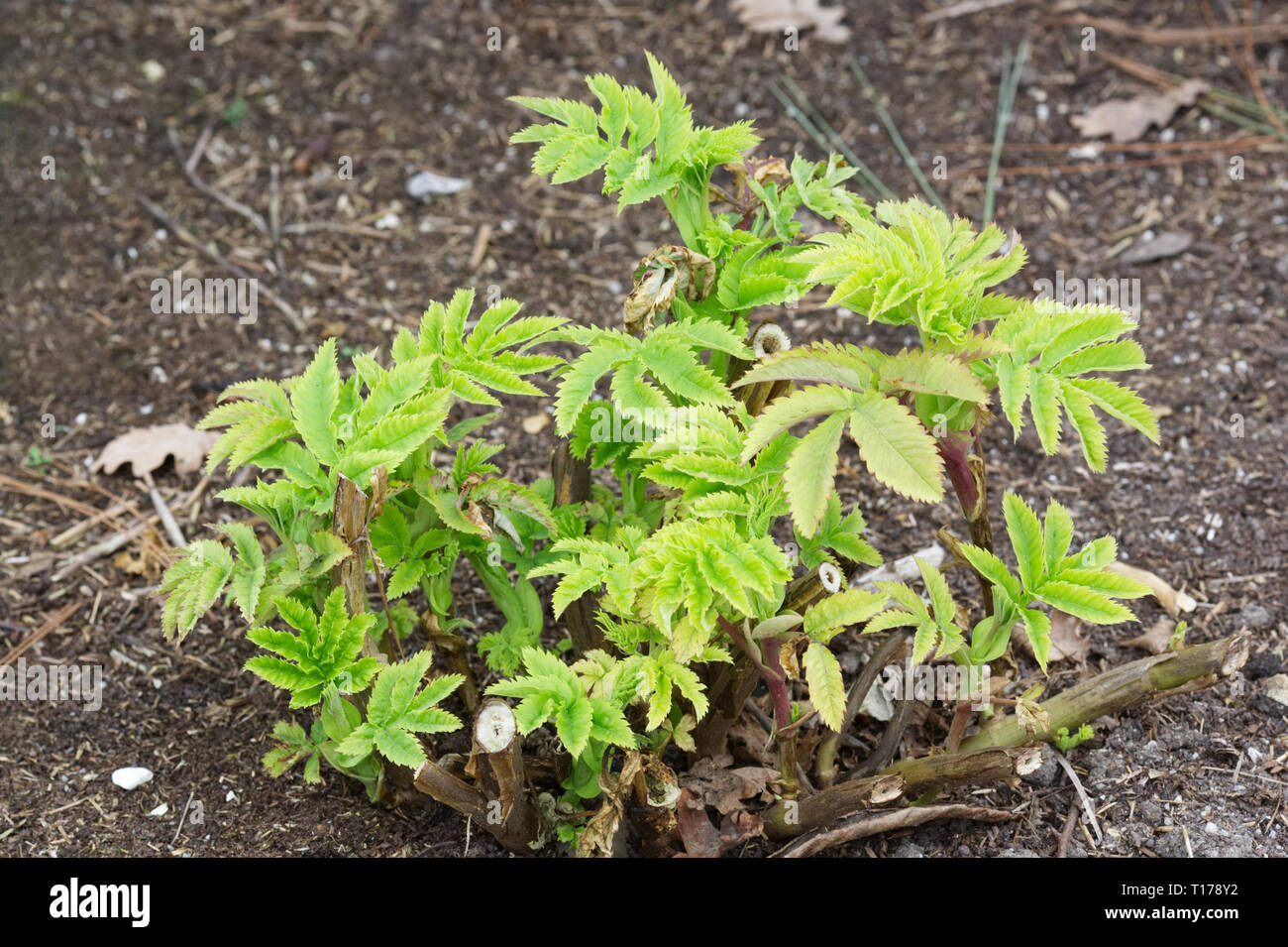 Melianthus major leaves in Spring. New growth. Stock Photo