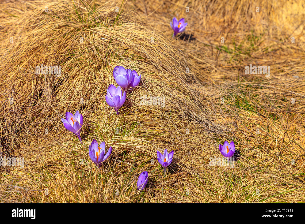 Crocus flower sprouting in the grass in the Campo Imperatore plateau Stock Photo