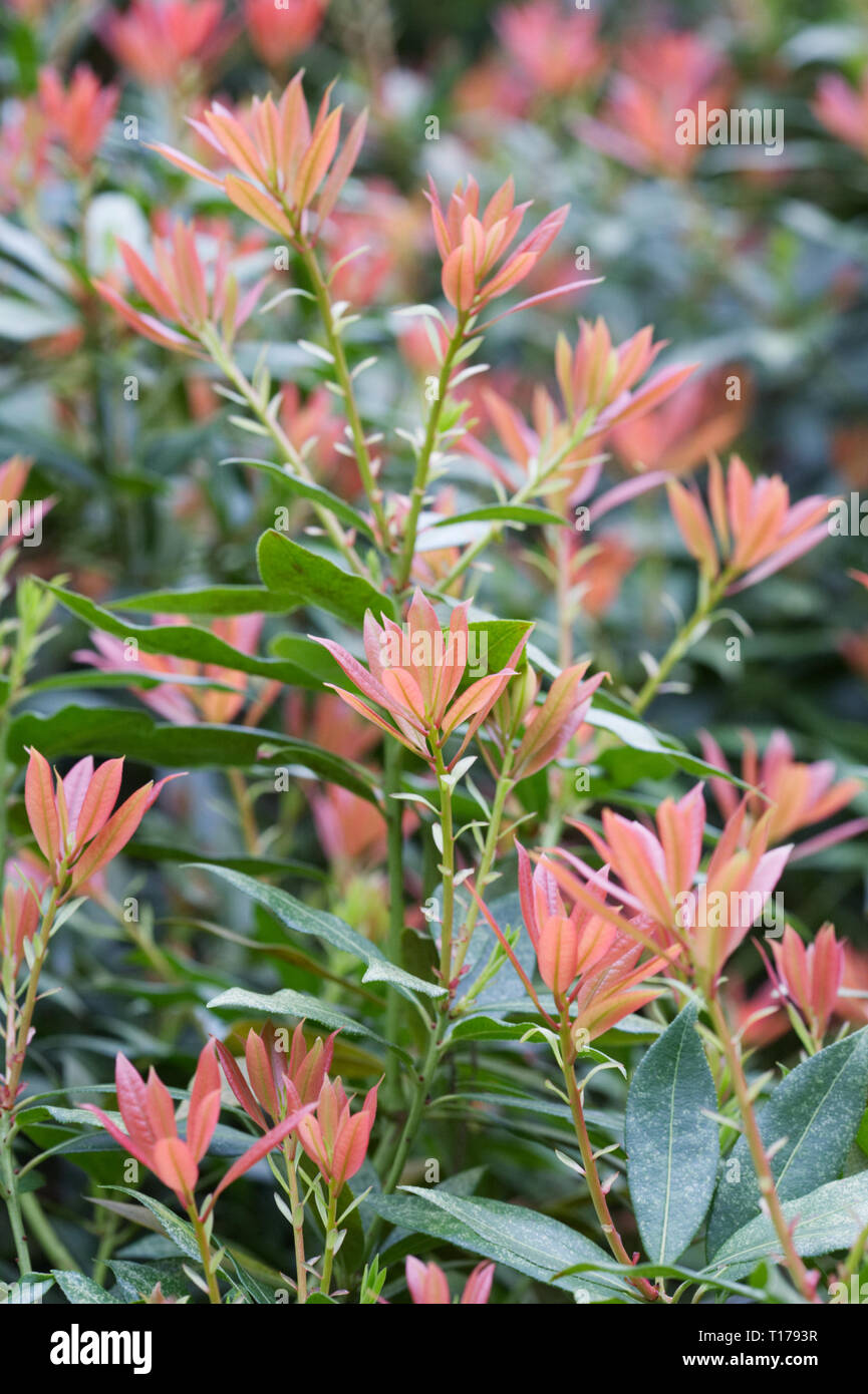 Pieris formosa var. forrestii 'Jermyns' in Spring. Stock Photo