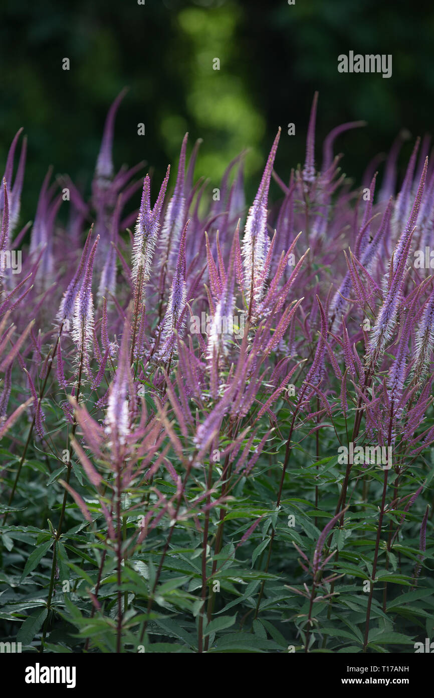 Veronicastrum virginicum Adoration are perennial plants with upright flower spikes in shades or purple colours for growing in the gardens. Stock Photo