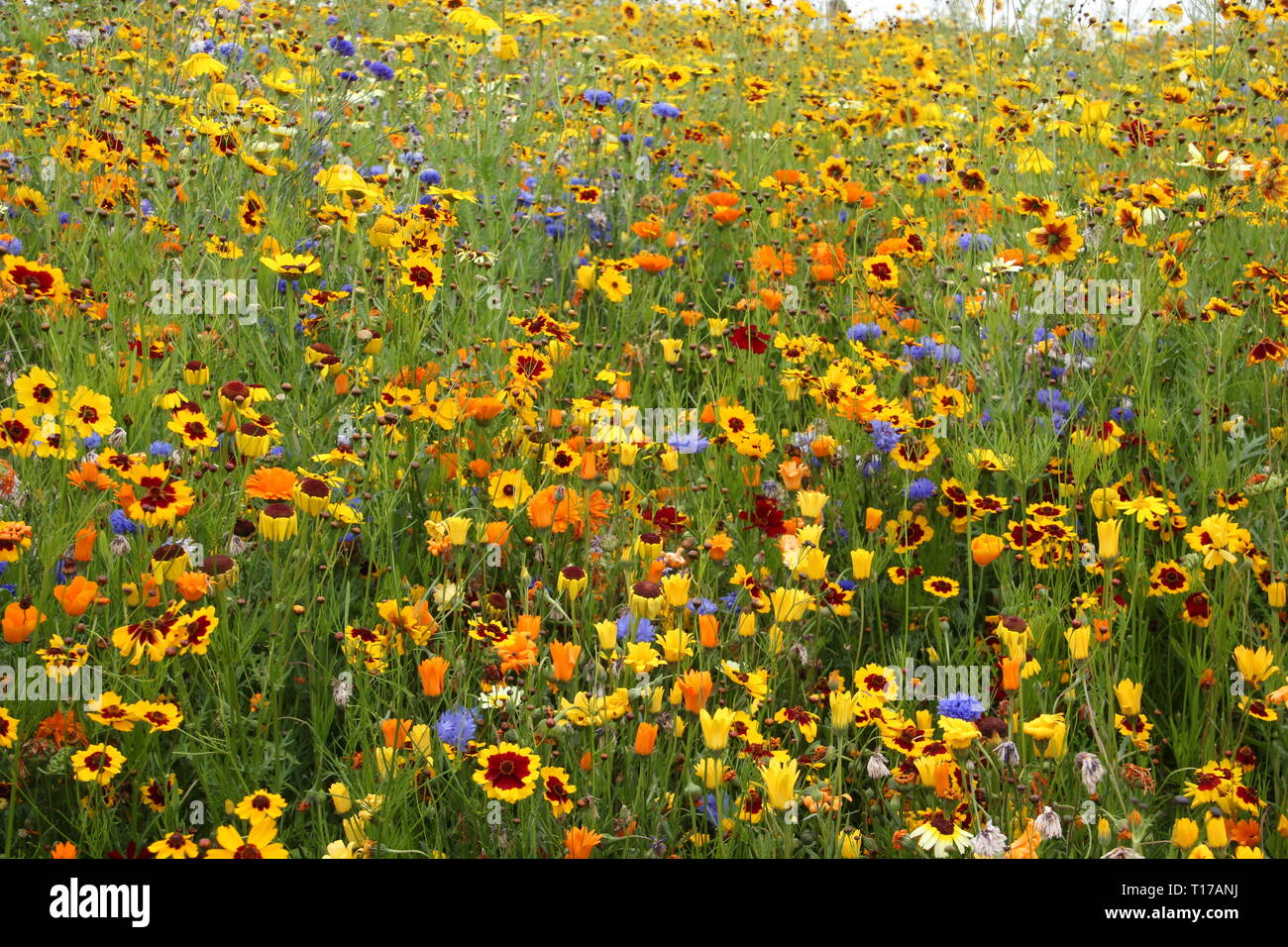 Plants flowers meadow variety hi-res stock photography and images