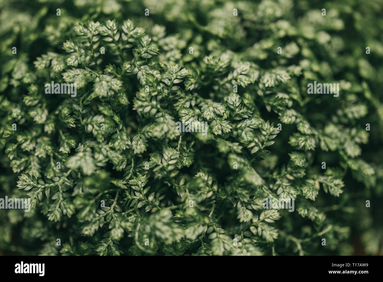 Green plant background, nature beauty,Green plant little leaves abstract background. Stock Photo