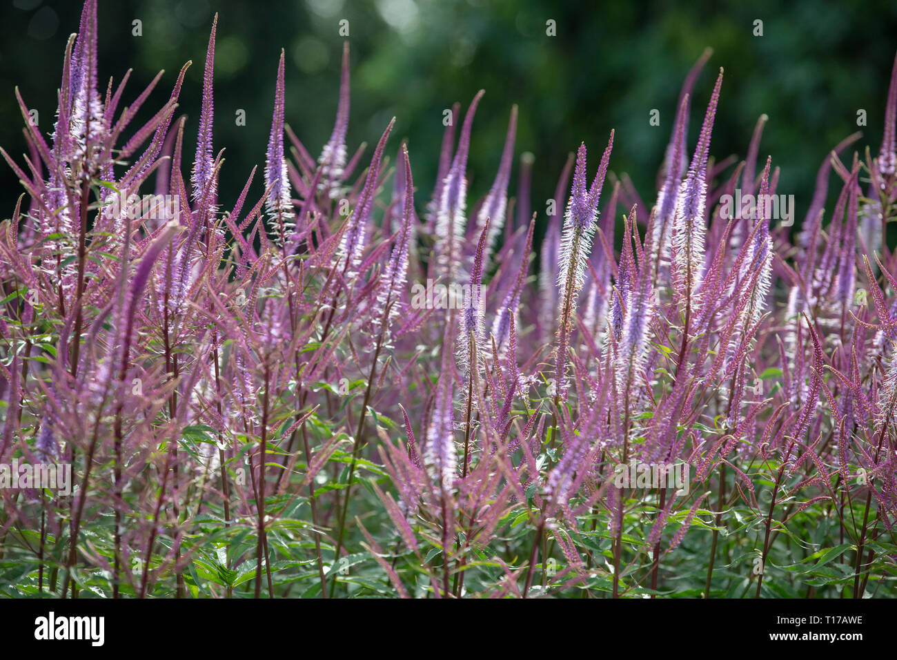 Veronicastrum virginicum Adoration are perennial plants with upright flower spikes in shades or purple colours for growing in the gardens. Stock Photo