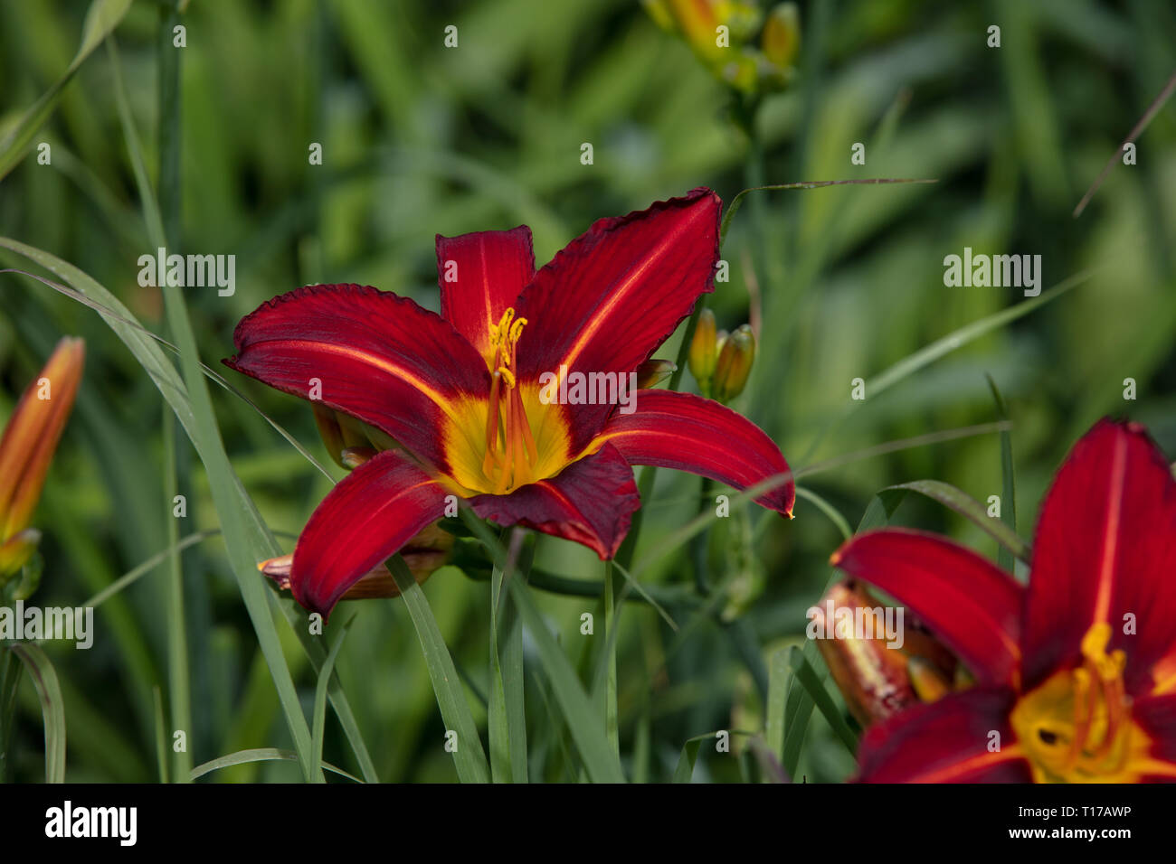 Hemerocallis Stafford or Day Lily, are deciduous perennial garden plants, with dark red flowers, yellow stripes and golden centre flowering in summer. Stock Photo