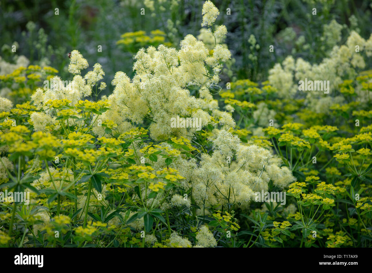 Thalictrum lucidum are midsummer flowering garden plants with soft, fragrant and cream yellow flowers for the small and large gardens. Stock Photo
