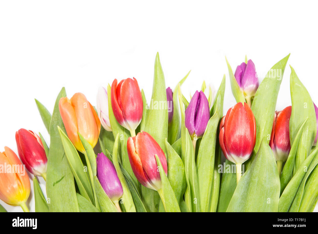 Bouquet of tulips isolated on white background Stock Photo - Alamy