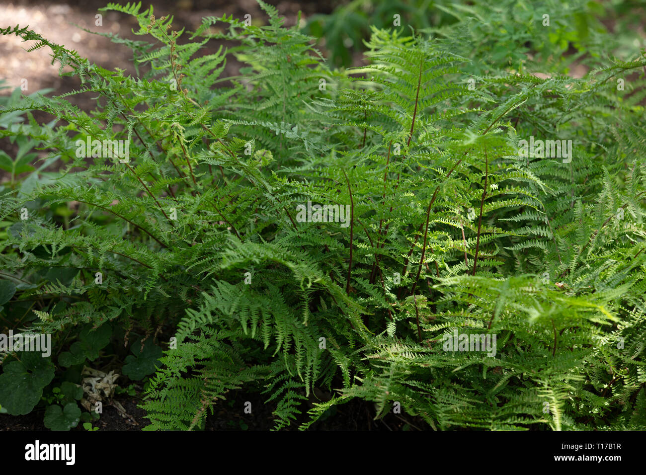 Athyrium filix-femina or Lady Fern, are attractive fern plants for the gardens to be used in damp and shady places to contrast with other leafy plants. Stock Photo