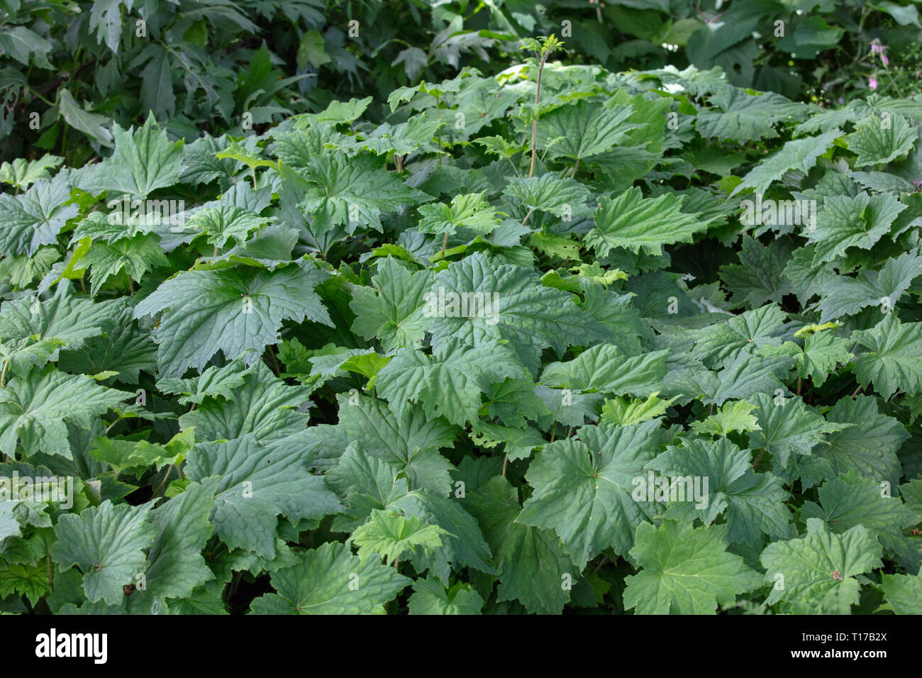 Heuchera villosa are grown for their attractive leaves and used as groundcover plants for shade in small and large gardens. Stock Photo