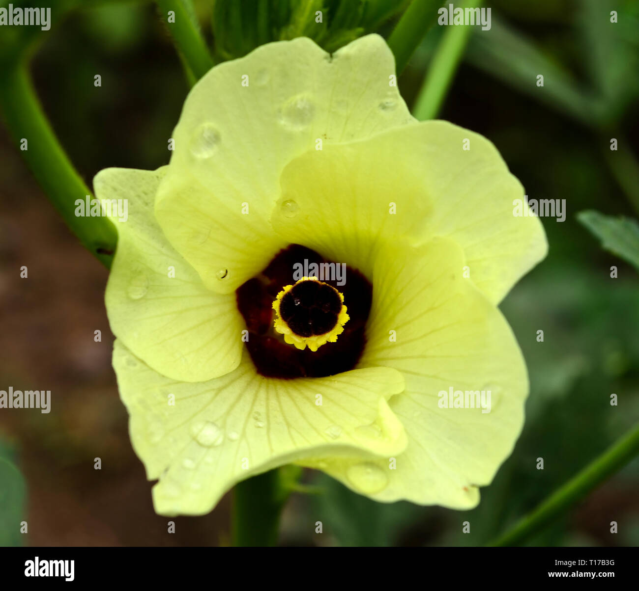 Lady finger flower hires stock photography and images Alamy
