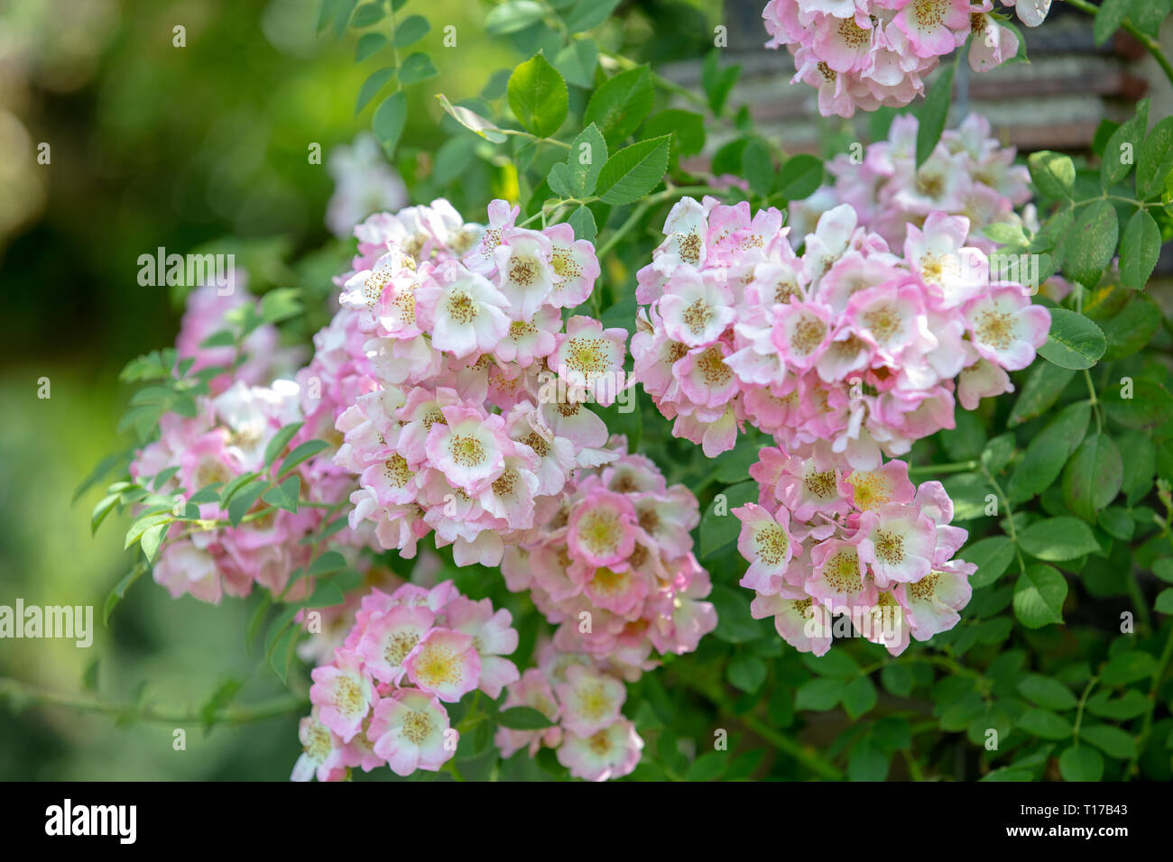 Rosa Kew Rambler garden plants, climbing roses with rose pink flowers in summer for the small and large garden Stock Photo