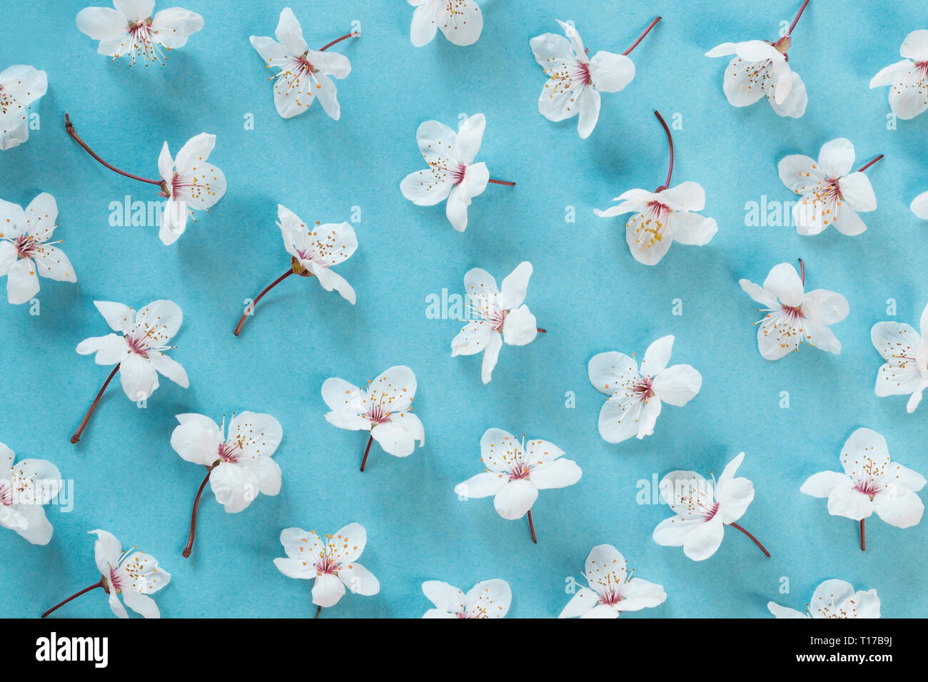Spring blossom flowers on blue background Stock Photo