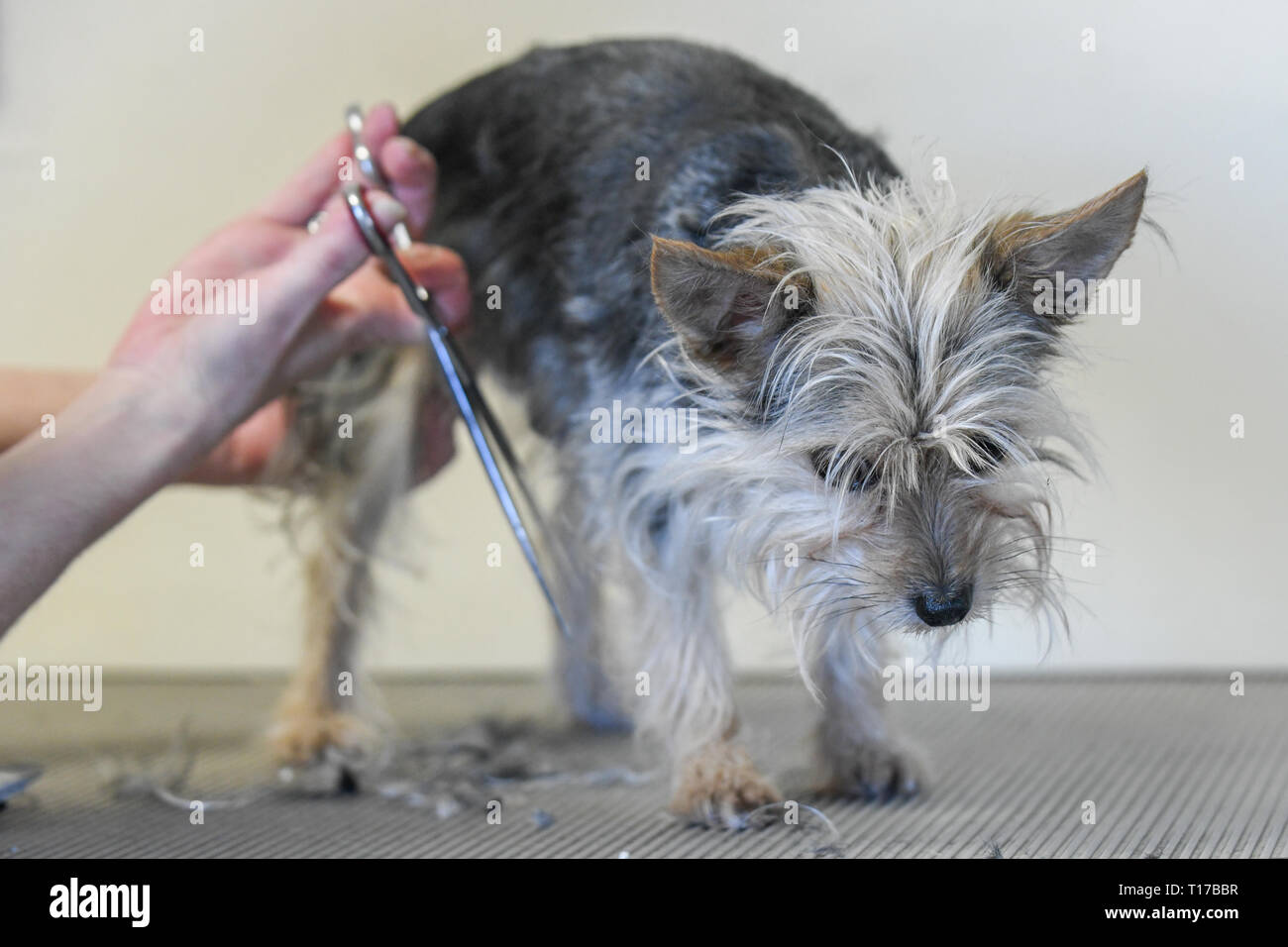 Black Russian Terrier Grooming Chart