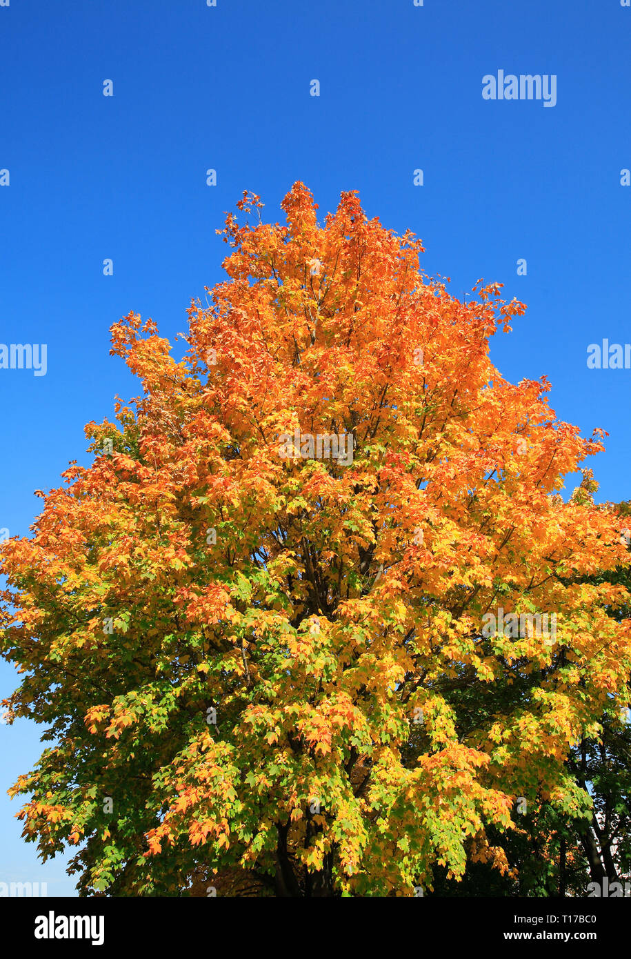 Tree In Gold Fall September Dailytime City Park Stock Photo Alamy