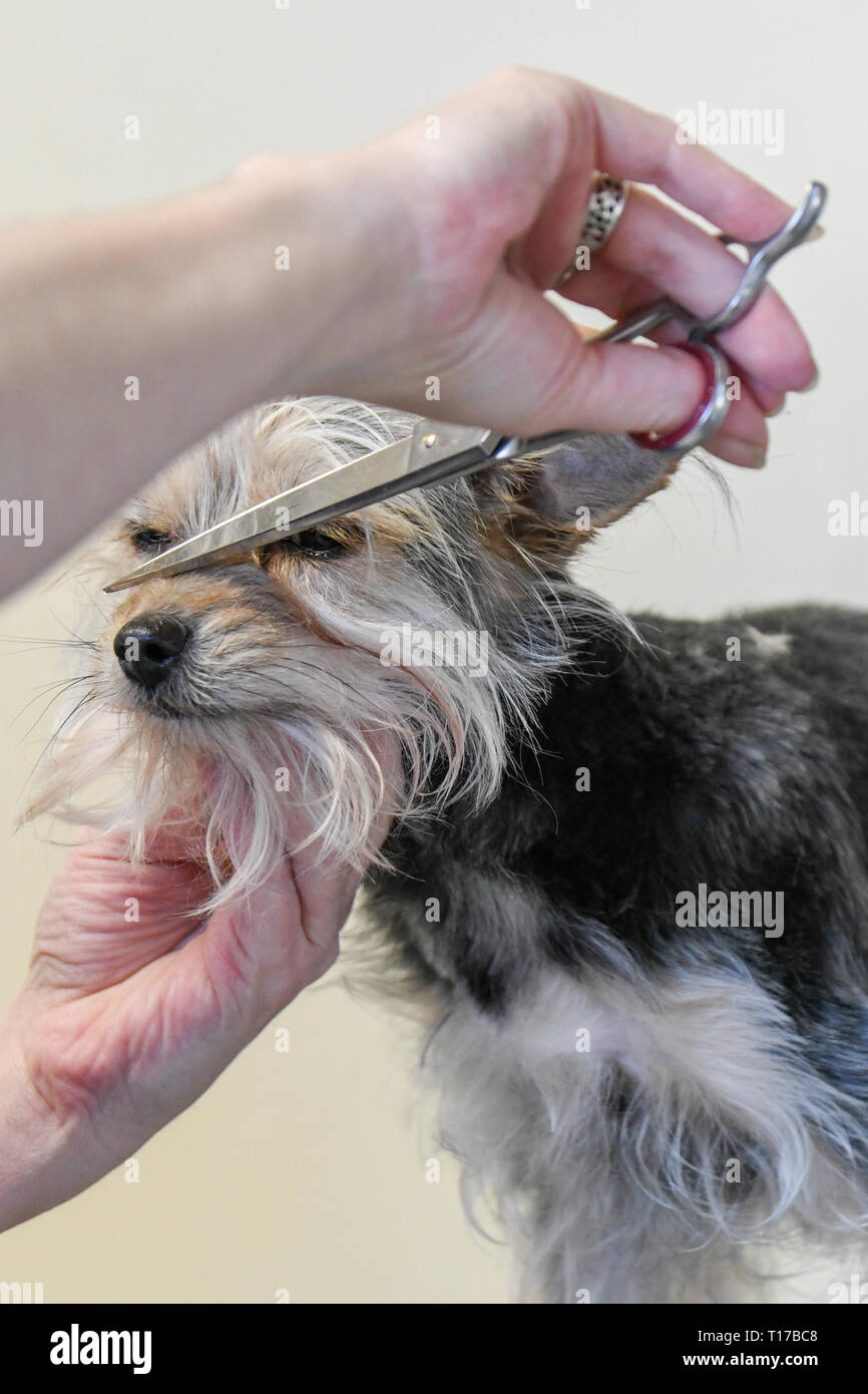 Dog grooming close up of a calm Yorkshire terrier being groomed with scissors small dog getting trimmed Stock Photo