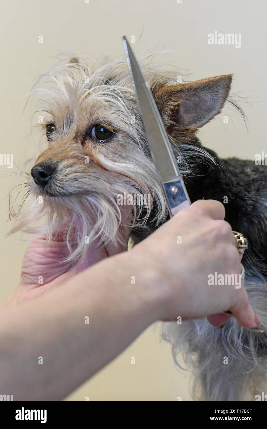 Dog grooming close up of a calm Yorkshire terrier being groomed with scissors small dog getting trimmed Stock Photo