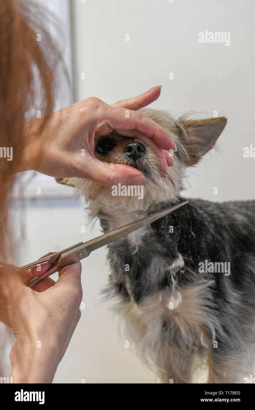 Dog grooming close up of a calm Yorkshire terrier being groomed with scissors - dog fur falling as small dog getting trimmed Stock Photo